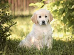 اكل كلاب مصري عالي الجودة